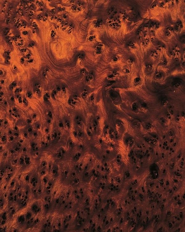thuya burl