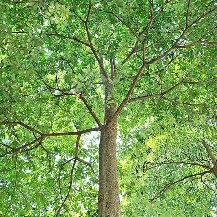 arbre cheesewood